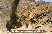 African Elephant Hoanib River Namibia Photo - Chris and Monique Fallows