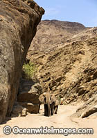African Elephant Hoanib River Namibia Photo - Chris and Monique Fallows