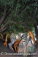 African Elephant Mana Pools National Park Photo - Chris and Monique Fallows