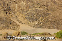 African Elephant Namibia Photo - Chris and Monique Fallows