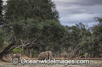 African Elephant bachelor herd Photo - Chris and Monique Fallows