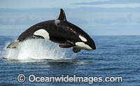 Orca hunting Dolphin Photo - Chris and Monique Fallows
