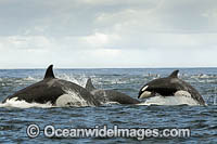 Orca hunting Dolphin Photo - Chris and Monique Fallows