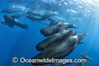 Short-finned Pilot Whale Photo - Chris and Monique Fallows