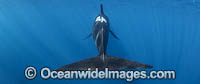 Short-finned Pilot Whale Photo - Chris and Monique Fallows