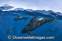 Short-finned Pilot Whale South Africa Photo - Chris and Monique Fallows
