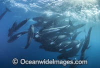 Short-finned Pilot Whale Photo - Chris and Monique Fallows