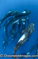 Short-finned Pilot Whale South Africa Photo - Chris and Monique Fallows