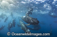 Short-finned Pilot Whale Photo - Chris and Monique Fallows