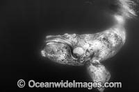 Southern Right Whale Photo - Chris and Monique Fallows