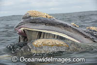 Southern Right Whale feeding Photo - Chris and Monique Fallows