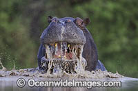 Hippopotamus Botswana Photo - Chris and Monique Fallows