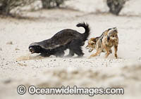 Jackal attacking Badger Photo - Chris and Monique Fallows