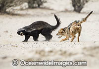 Jackal attacking Badger Photo - Chris and Monique Fallows