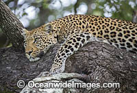 African Leopard Panthera pardus pardus Photo - Chris and Monique Fallows