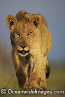 Lion cubs Photo - Chris and Monique Fallows