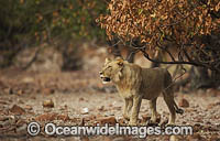 Lion Photo - Chris and Monique Fallows