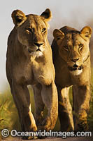 Lioness Photo - Chris and Monique Fallows