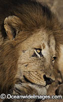 Lion South Africa Photo - Chris and Monique Fallows