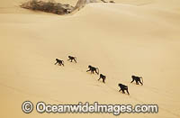 Chacma Baboon Namibia Photo - Chris and Monique Fallows