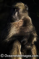 Chacma Baboon Photo - Chris and Monique Fallows