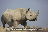 Black Rhinoceros Photo - Chris and Monique Fallows