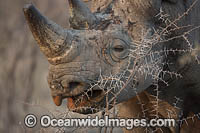 Black Rhinoceros Photo - Chris and Monique Fallows