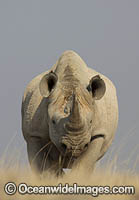 Black Rhinoceros Photo - Chris and Monique Fallows