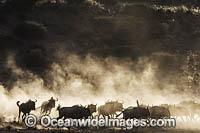 Wildebeest Photo - Chris and Monique Fallows