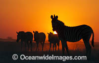 Burchells Zebra Photo - Chris and Monique Fallows