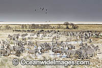 Burchells Zebra drinking Photo - Chris and Monique Fallows