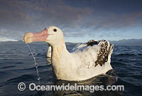 Wandering Albatross Photo - Chris and Monique Fallows