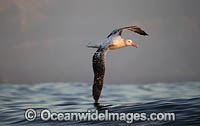 Wandering Albatross New Zealand Photo - Chris and Monique Fallows