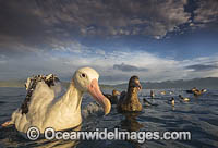 Wandering Albatross and Petrel Photo - Chris and Monique Fallows