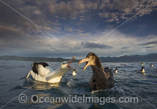 Wandering Albatross and Petrel photo Wandering Albatross and Petrel photo
