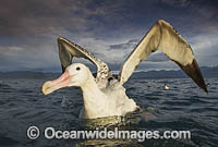 Wandering Albatross New Zealand Photo - Chris and Monique Fallows