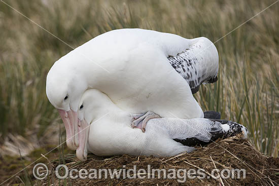 Wandering Albatross mating pair photo Wandering Albatross mating pair photo