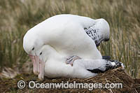 Wandering Albatross mating pair Photo - Chris and Monique Fallows