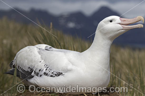 Wandering Albatross South Georgia photo