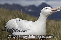Wandering Albatross South Georgia Photo - Chris and Monique Fallows