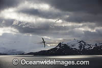 Wandering Albatross Photo - Chris and Monique Fallows