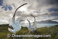 Wandering Albatross mating courtship display Photo - Chris and Monique Fallows
