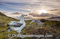 Wandering Albatross mating courtship display Photo - Chris and Monique Fallows