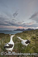Wandering Albatross mating courtship display Photo - Chris and Monique Fallows