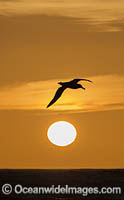 Wandering Albatross Photo - Chris and Monique Fallows