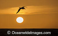 Wandering Albatross Photo - Chris and Monique Fallows