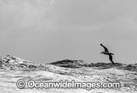 Wandering Albatross Photo - Chris and Monique Fallows