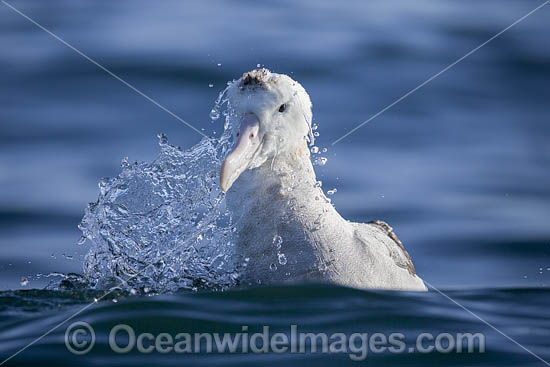 Gibsons Wandering Albatross photo Gibsons Wandering Albatross photo
