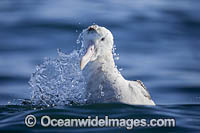 Gibsons Wandering Albatross Photo - Chris and Monique Fallows