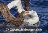 White Capped Albatross Photo - Chris and Monique Fallows